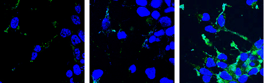 人神经元细胞的潜力