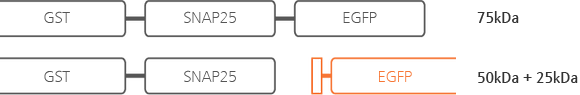 GST, SNAP25, EGFP, 75kDa, GST, SNAP25, EGFP, 50kDa + 25kDa