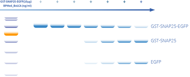体外SNAP25切割试验